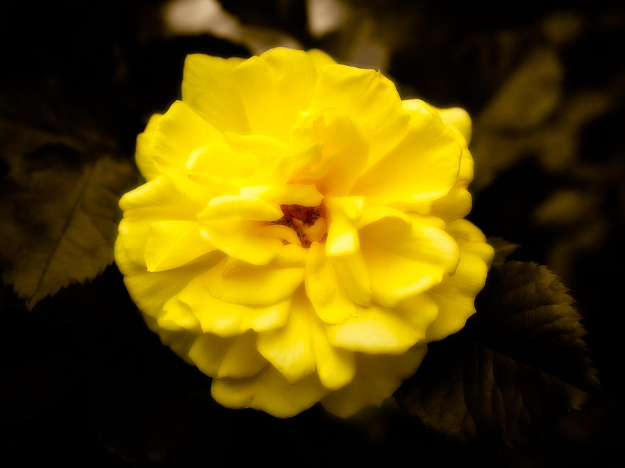 Yellow Rose Photograph by Mark Llewellyn