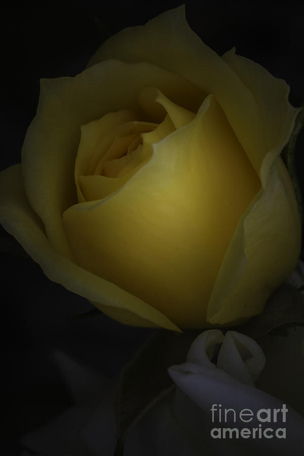 Yellow Rose Photograph by Mitch Shindelbower