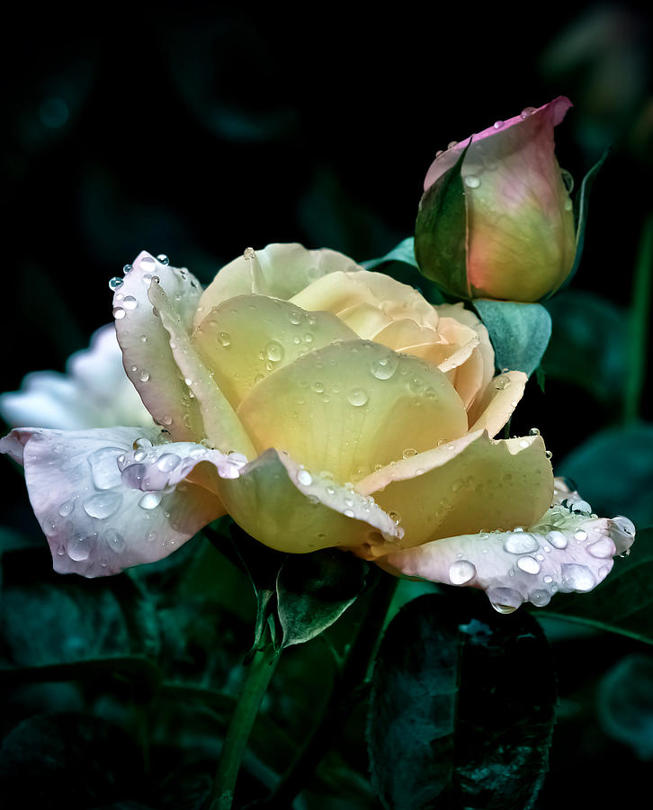 Yellow Rose Morning Dew Photograph by Julie Palencia