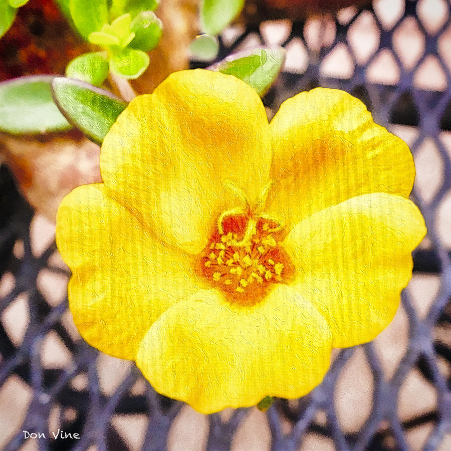 Yellow Rose Moss Photograph by Don Vine