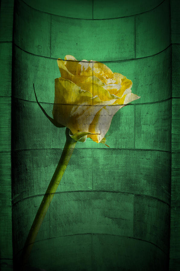 Yellow rose Photograph by Nathan Wright