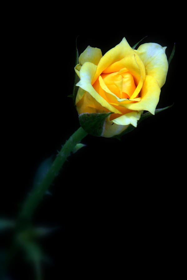 Yellow Rose Photograph by Nick Mares