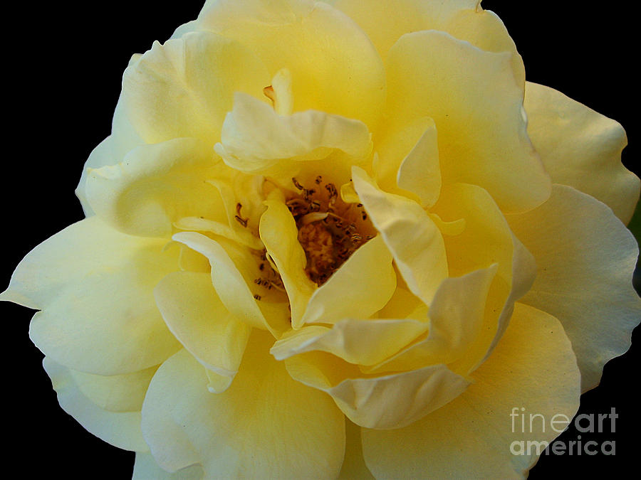 Yellow Rose Photograph by Nina Ficur Feenan