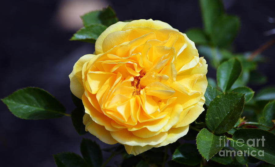 Yellow Rose of Texas Floral Decor Photograph by Shawn OBrien