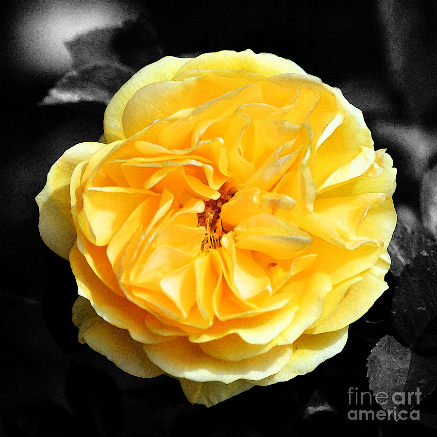 Yellow Rose of Texas Floral Decor Square Format Color Splash Fresco Digital Art Digital Art by Shawn OBrien
