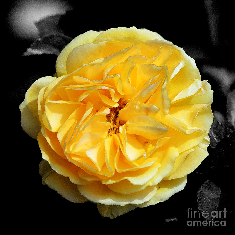 Yellow Rose of Texas Floral Decor Square Format Color Splash Watercolor Digital Art Digital Art by Shawn OBrien