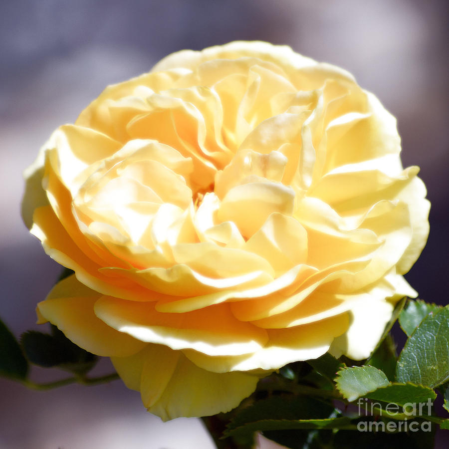 Rose Digital Art - Yellow Rose of Texas Floral Decor Square Format Diffuse Glow Digital Art by Shawn OBrien