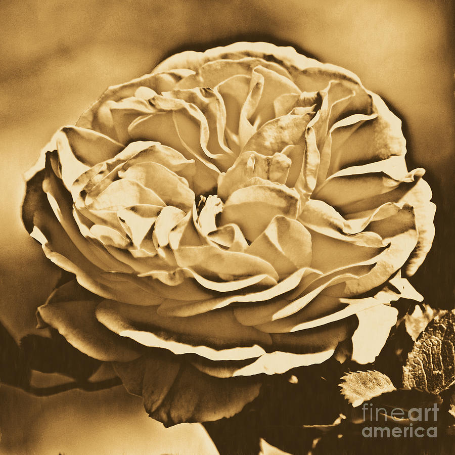 Yellow Rose of Texas Floral Decor Square Format Rustic Digital Art Digital Art by Shawn OBrien