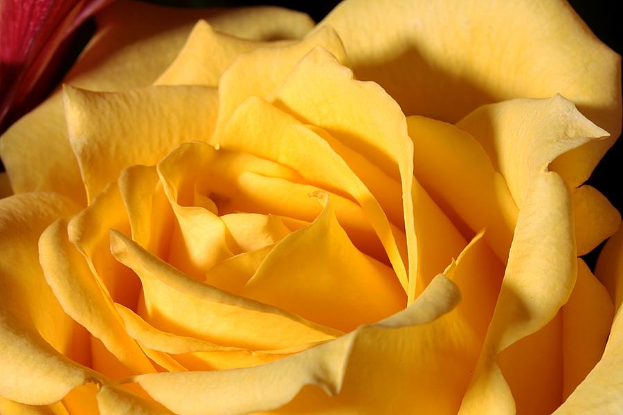 Yellow Rose Of Texas Photograph