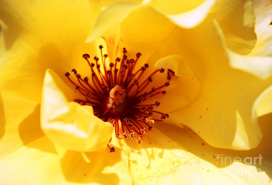 Yellow Rose of Texas Photograph by Judy Palkimas