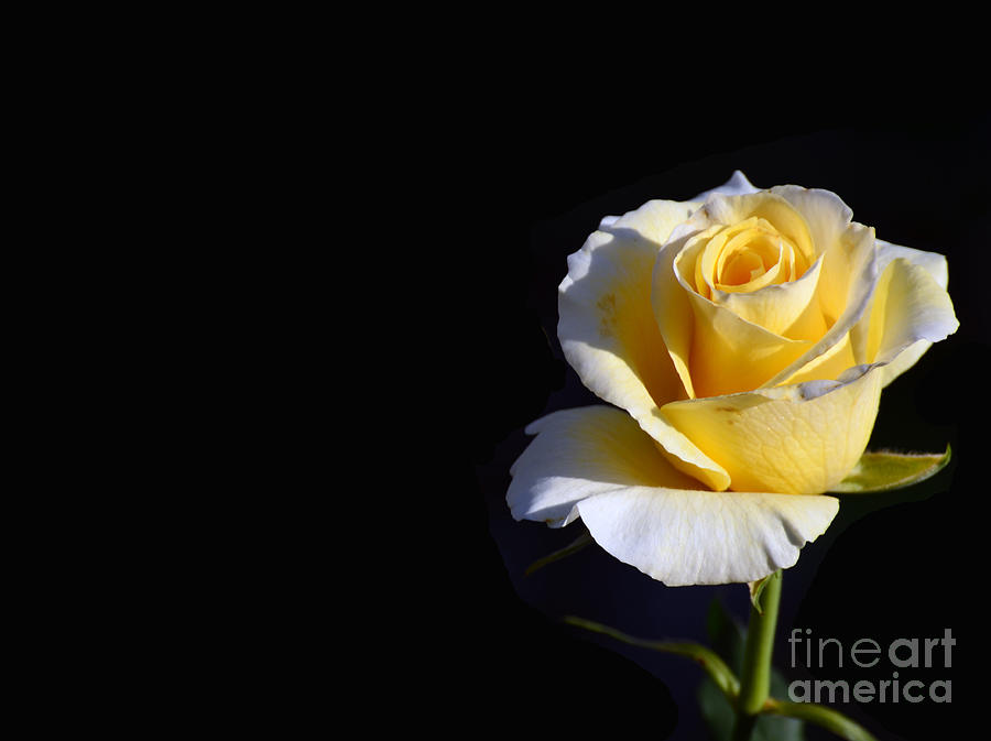 Flower Photograph - Yellow Rose on Black by Scott D Welch Flower Photograph - Yellow Rose on Black by Scott D Welch