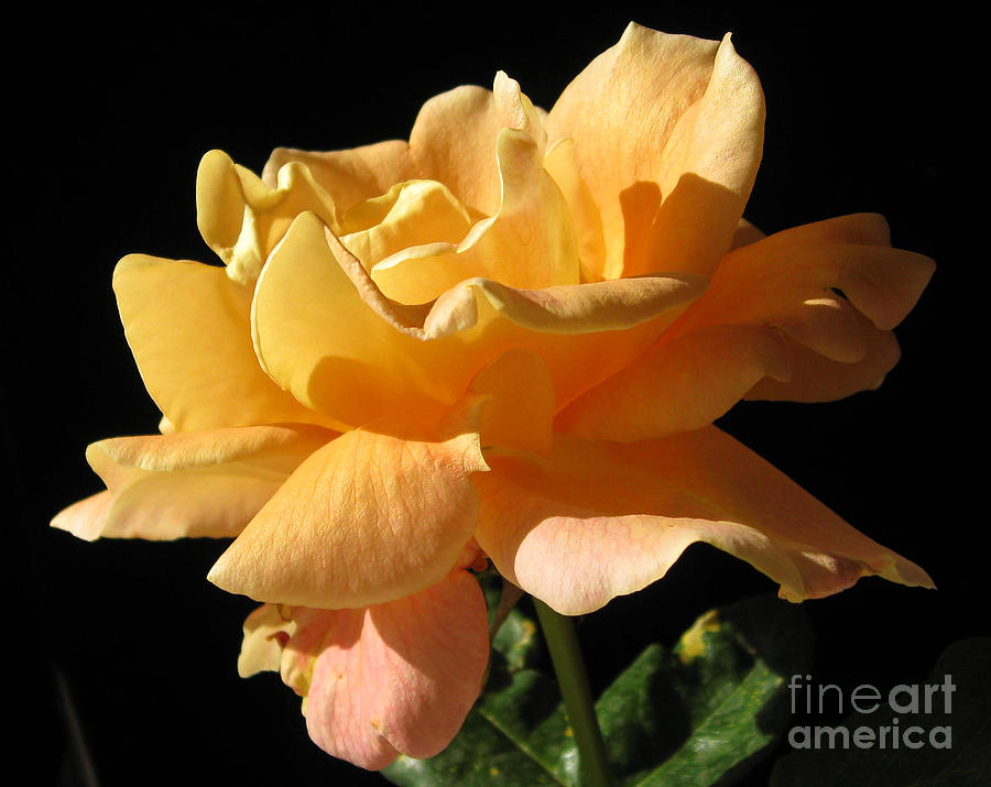 Yellow Rose on Black Velvet Photograph by Cheryl Del Toro