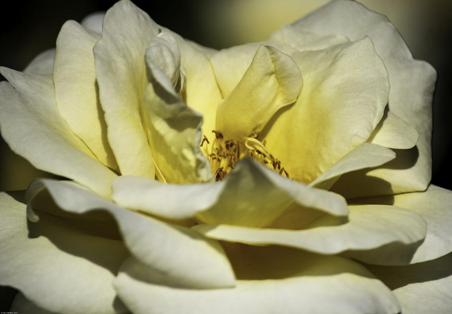 Nature Photograph - Yellow Rose by Paul Shefferly