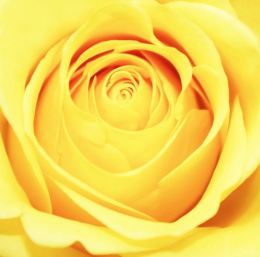 Flower Photograph - Yellow Rose by Paulette Thomas