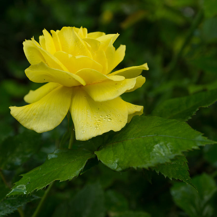 Spring Photograph - Yellow Rose Pearls by Georgia Mizuleva