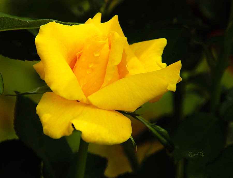 Yellow Rose Photograph by Penny Lisowski
