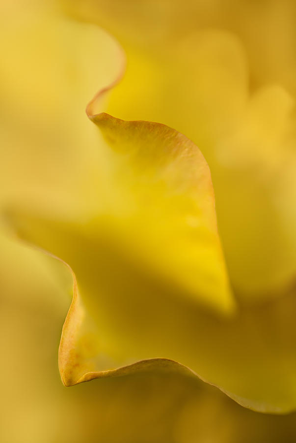Yellow Rose Petal Abstract Photograph by Mary Jo Allen