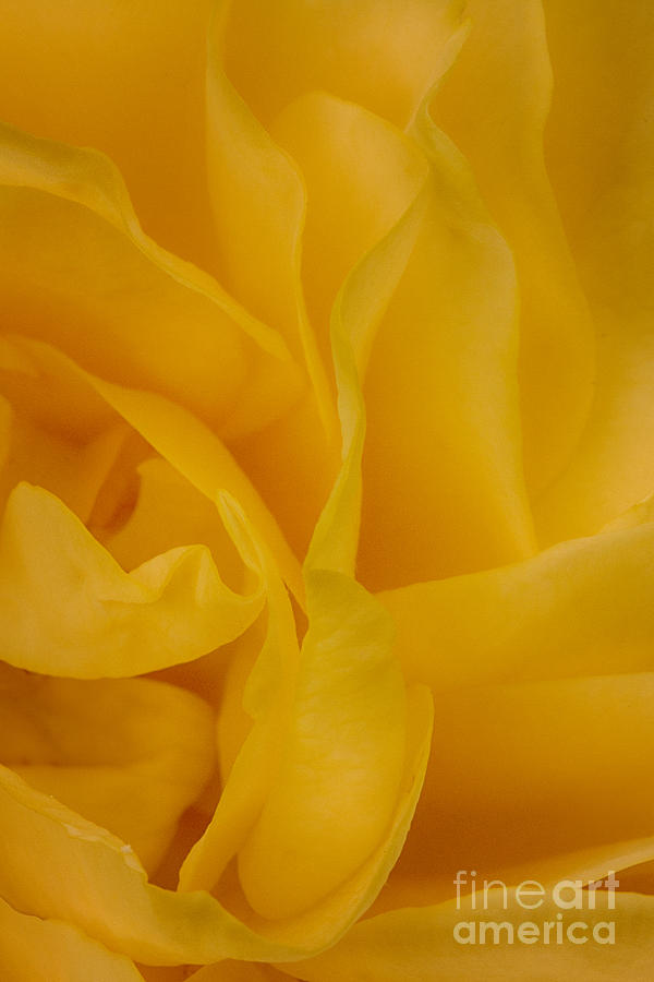 Yellow Rose Petals Photograph by Carrie Cranwill