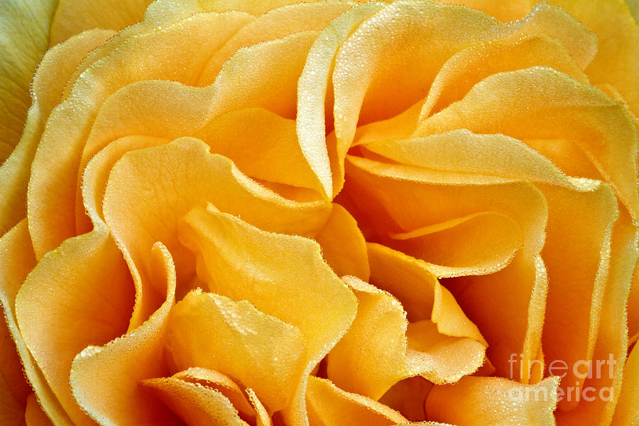 Yellow Rose Petals Macro Photograph by Carrie Cranwill