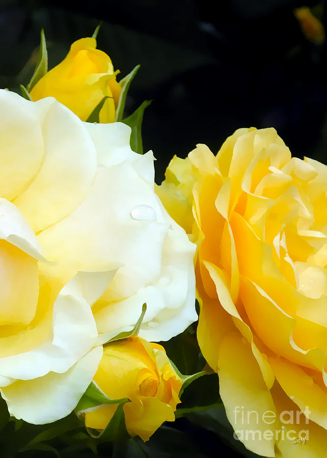 Yellow Rose Photograph by Sami Martin