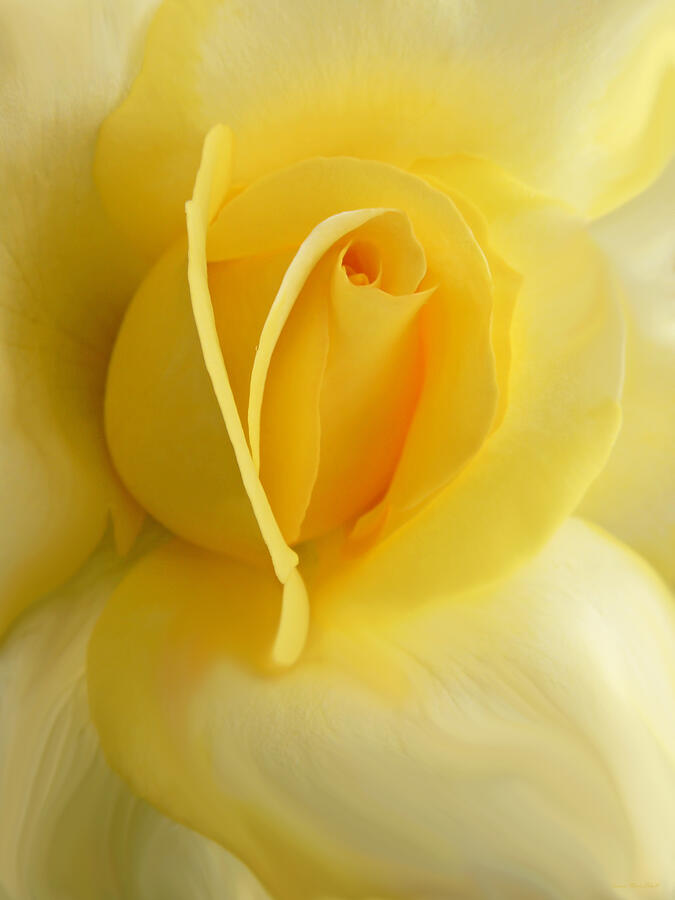 Yellow Rose Portrait Photograph by Jennie Marie Schell