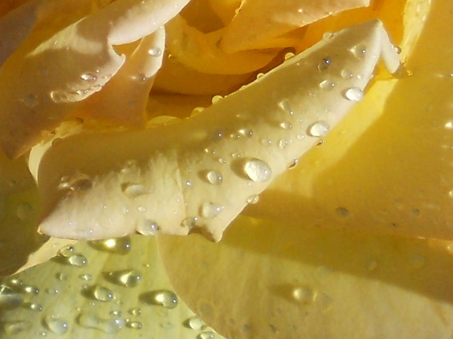 Yellow Rose Raindrops Photograph by Diannah Lynch