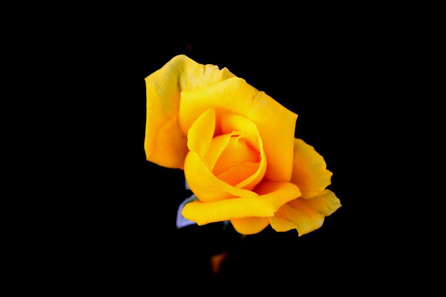 Yellow Rose Photograph by Ralph LeCompte