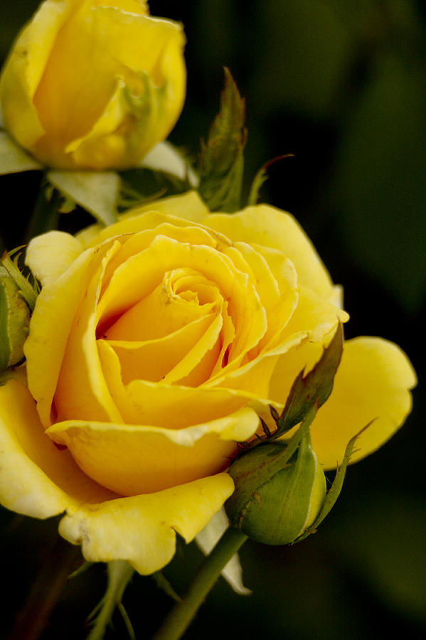Yellow Rose Photograph by Robert Camp