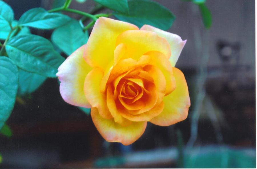 Home Grown Photograph - Yellow rose by Robert Floyd