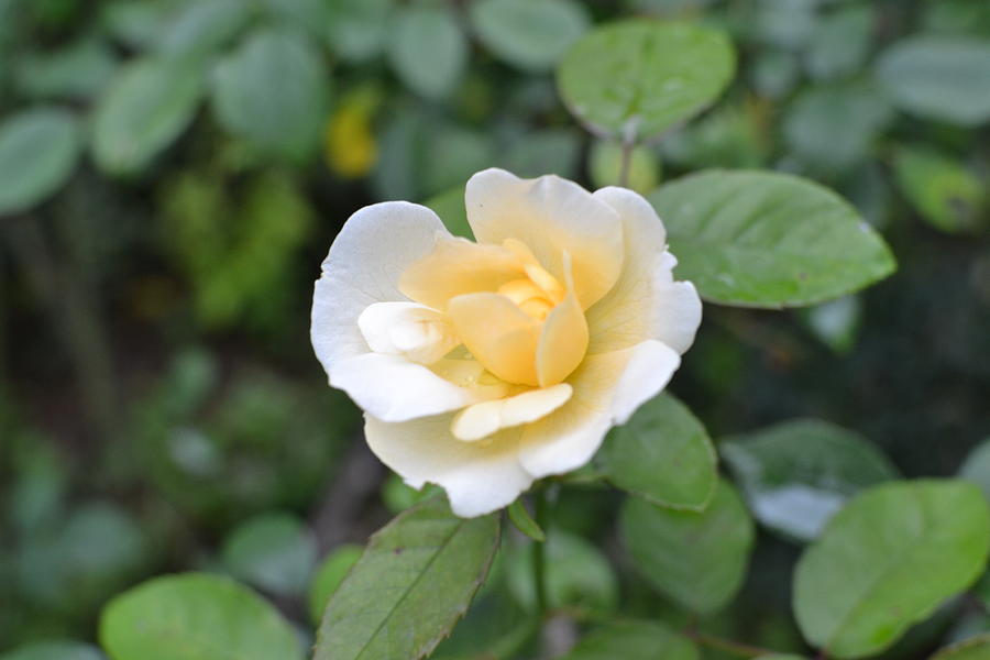 Yellow Rose Photograph by Robert Loe