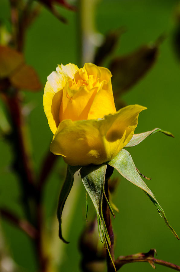 Yellow Rose Photograph by Tikvahs Hope