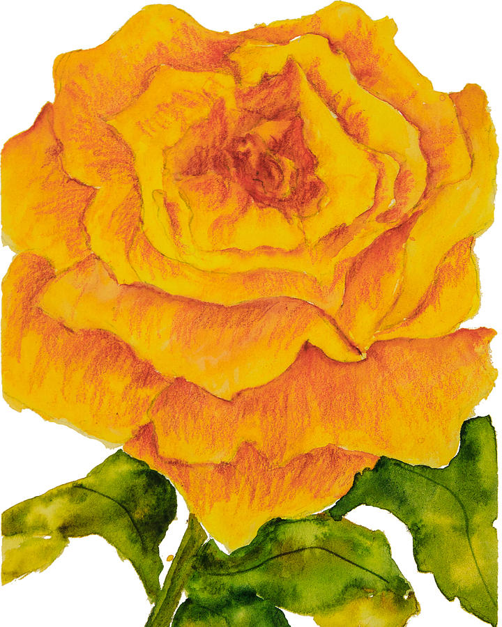 Yellow Rose Painting by Sally Quillin