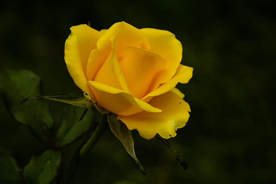 Yellow Rose Photograph by SAURAVphoto Online Store