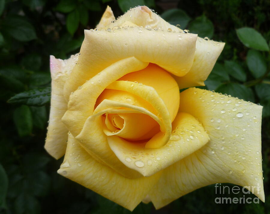 Summer Photograph - Yellow Rose Say GoodBye by Lingfai Leung