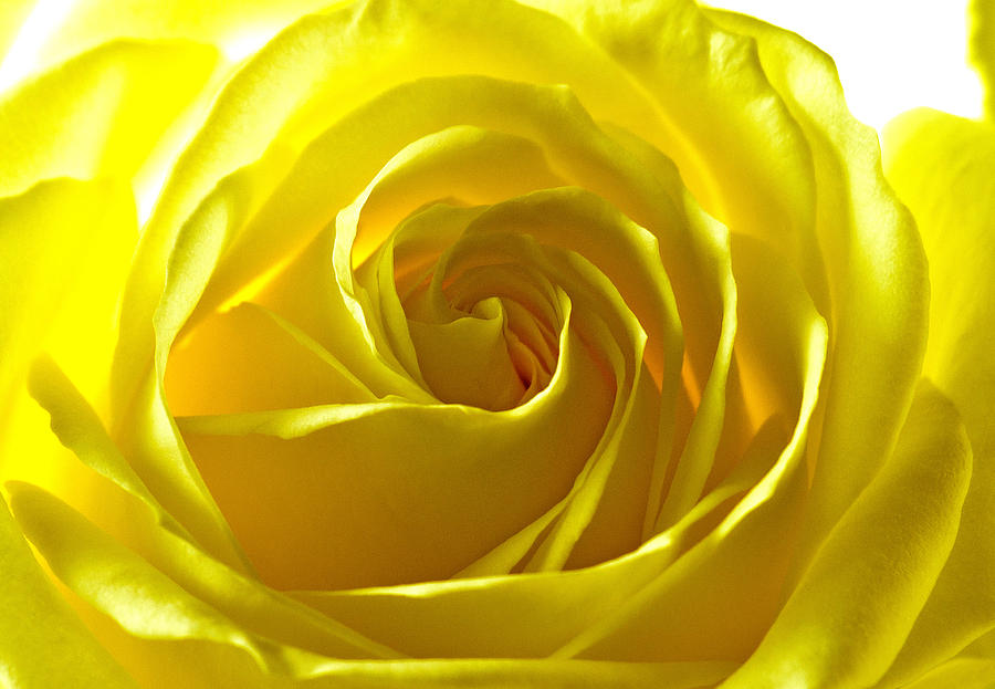 Yellow Rose Photograph by Scott Carruthers