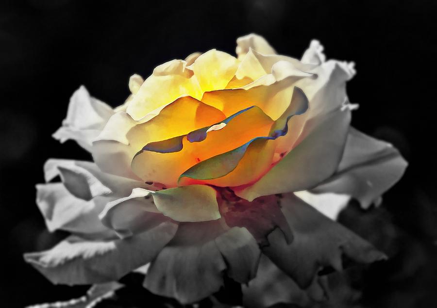Yellow Rose Series - ...But soul is alive Digital Art by Lilia D
