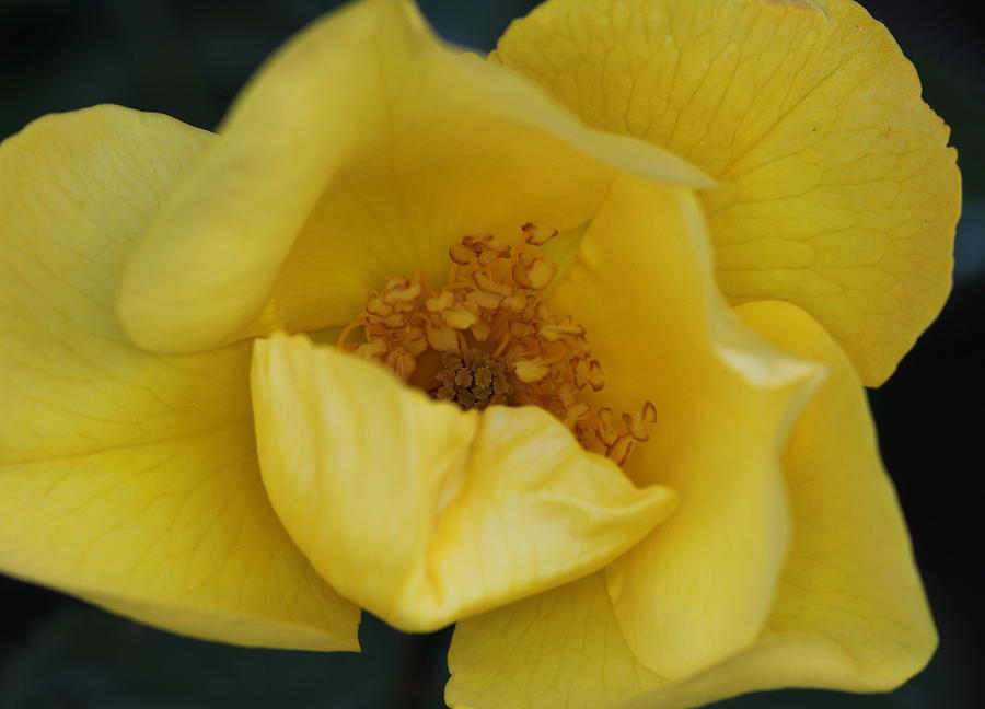 Flower Photograph - Yellow Rose by Shannon Louder