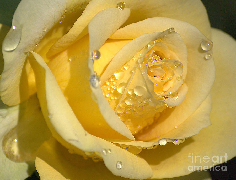 Summer Photograph - Yellow Rose by Sharon Elliott