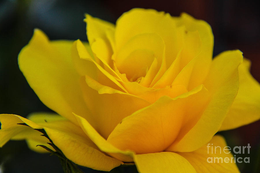 Yellow Rose Photograph by SnapHound Photography