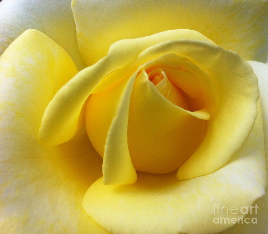 Flower Photograph - Yellow Rose Softness by Susan Garren