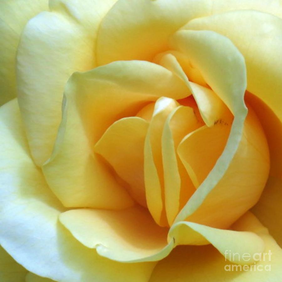 Yellow Rose Squared Photograph by Chris Anderson