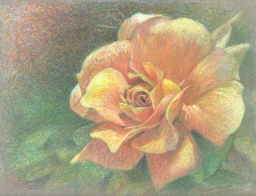 Yellow Rose Drawing by Susan Smith | Fine Art America