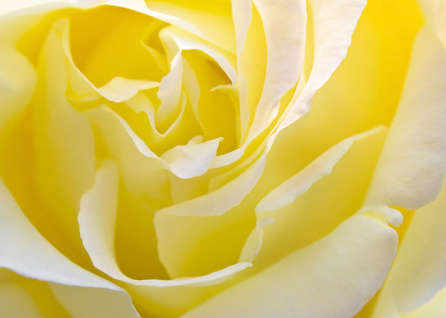 Rose Photograph - Yellow Rose by Svetlana Sewell