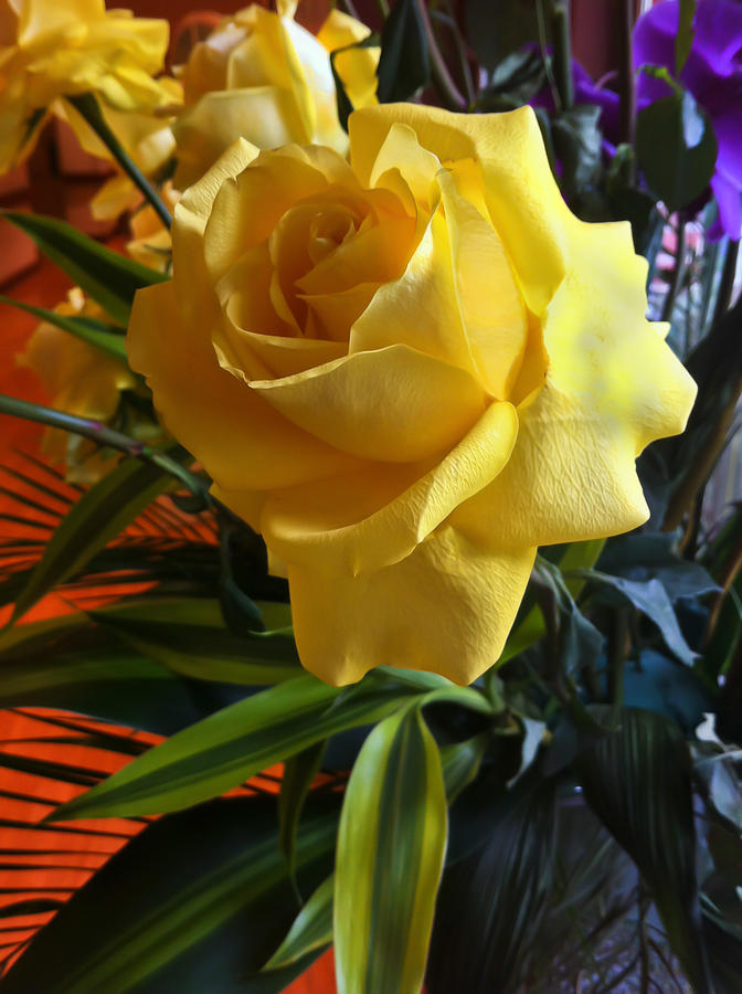 Yellow Rose Photograph by Tim Stanley