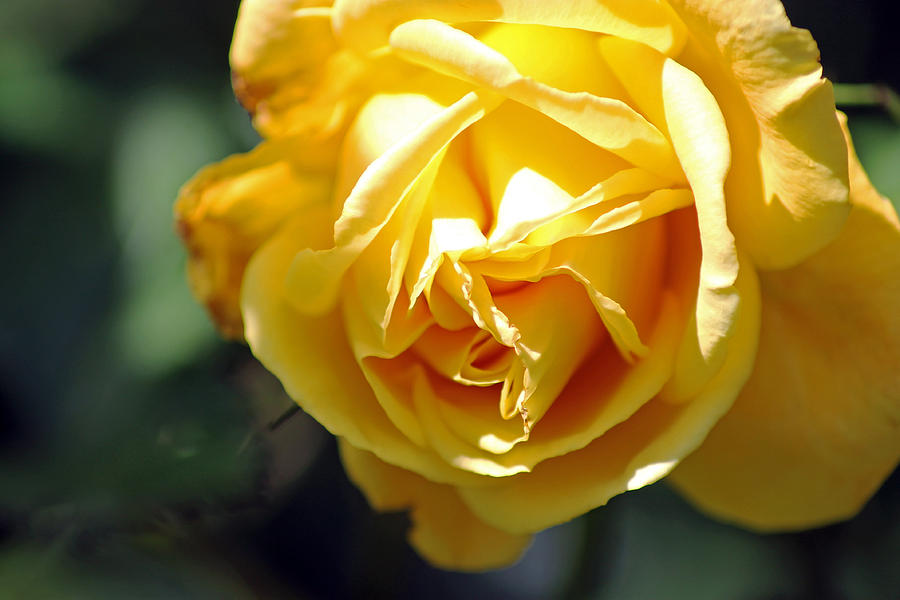 Yellow rose Photograph by Tony Murtagh