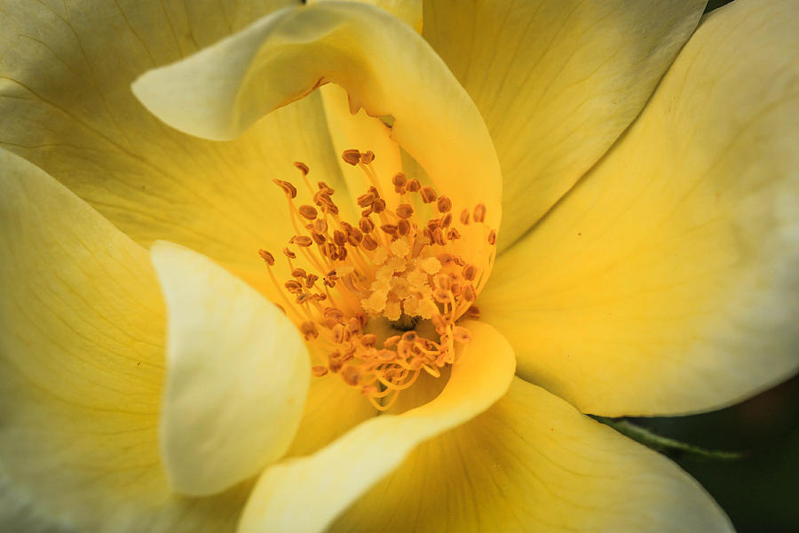 Flowers Still Life Photograph - Yellow Rose by Tracy Milstead