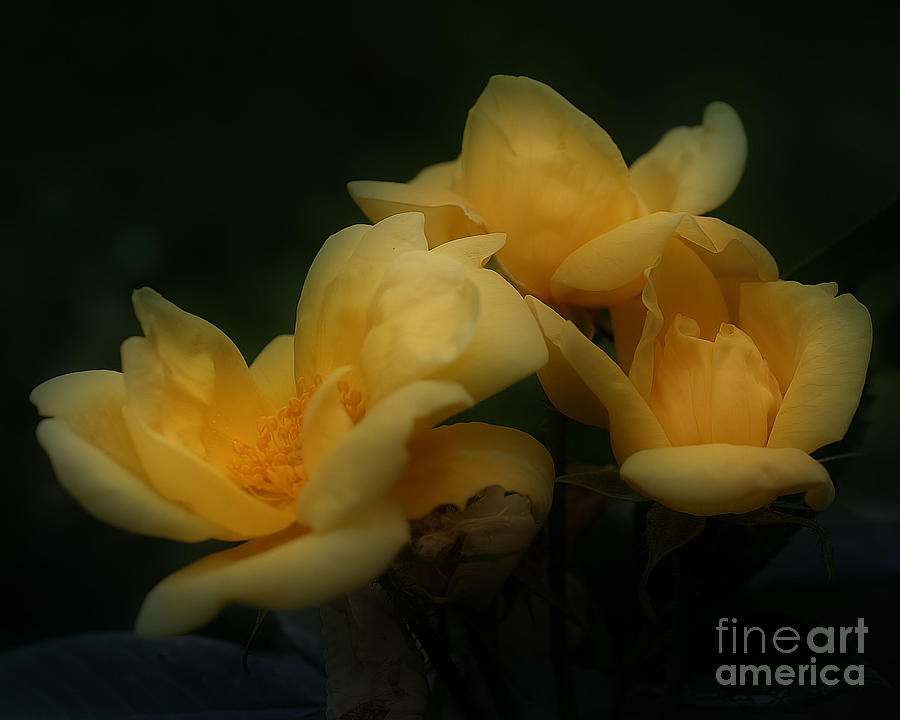 Yellow Rose Trio Photograph by Smilin Eyes Treasures
