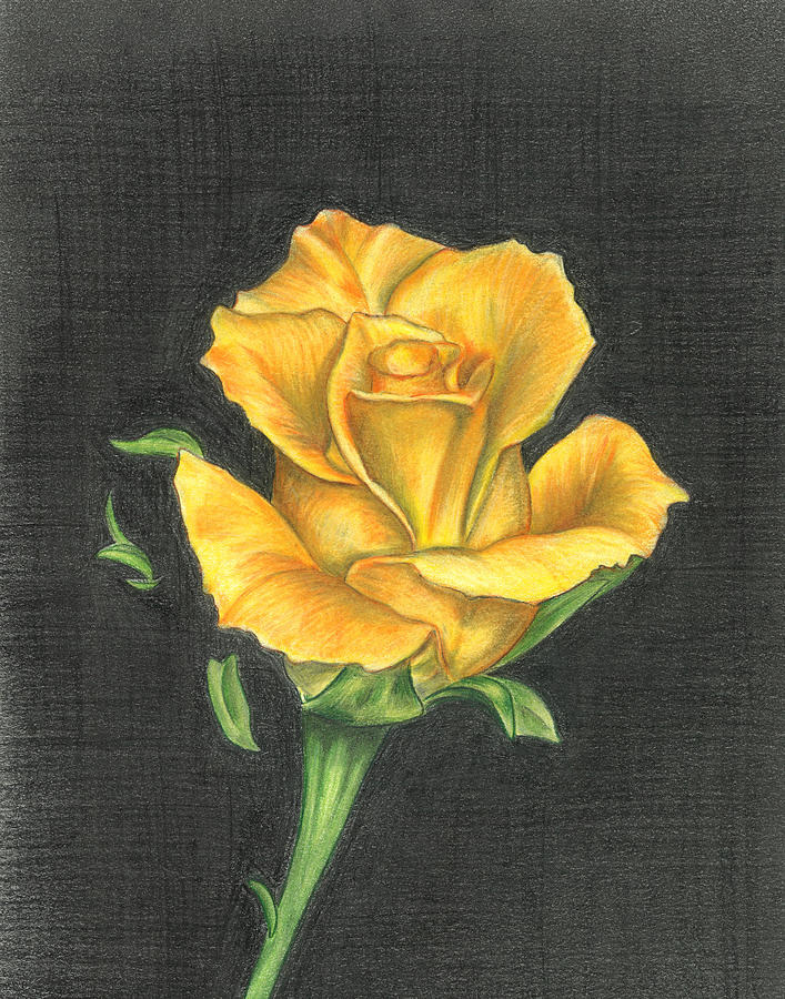 Yellow Rose Drawing by Troy Levesque