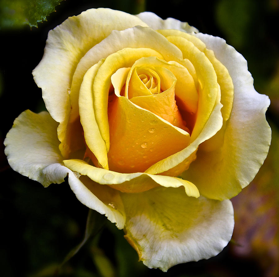 Yellow Rose With Dewdrops Photograph by Venetia Featherstone-Witty