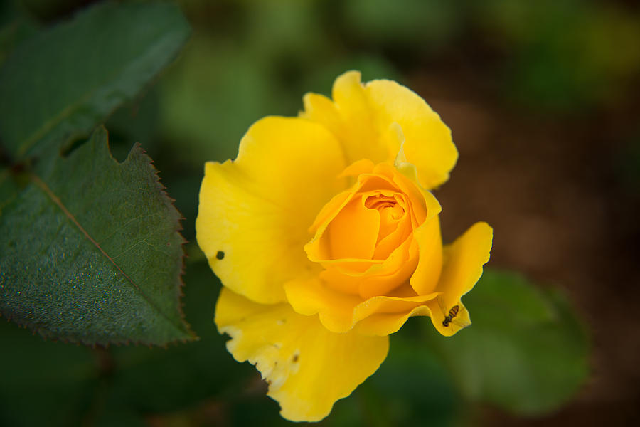Yellow Rose Visitor Photograph by Ed McDermott